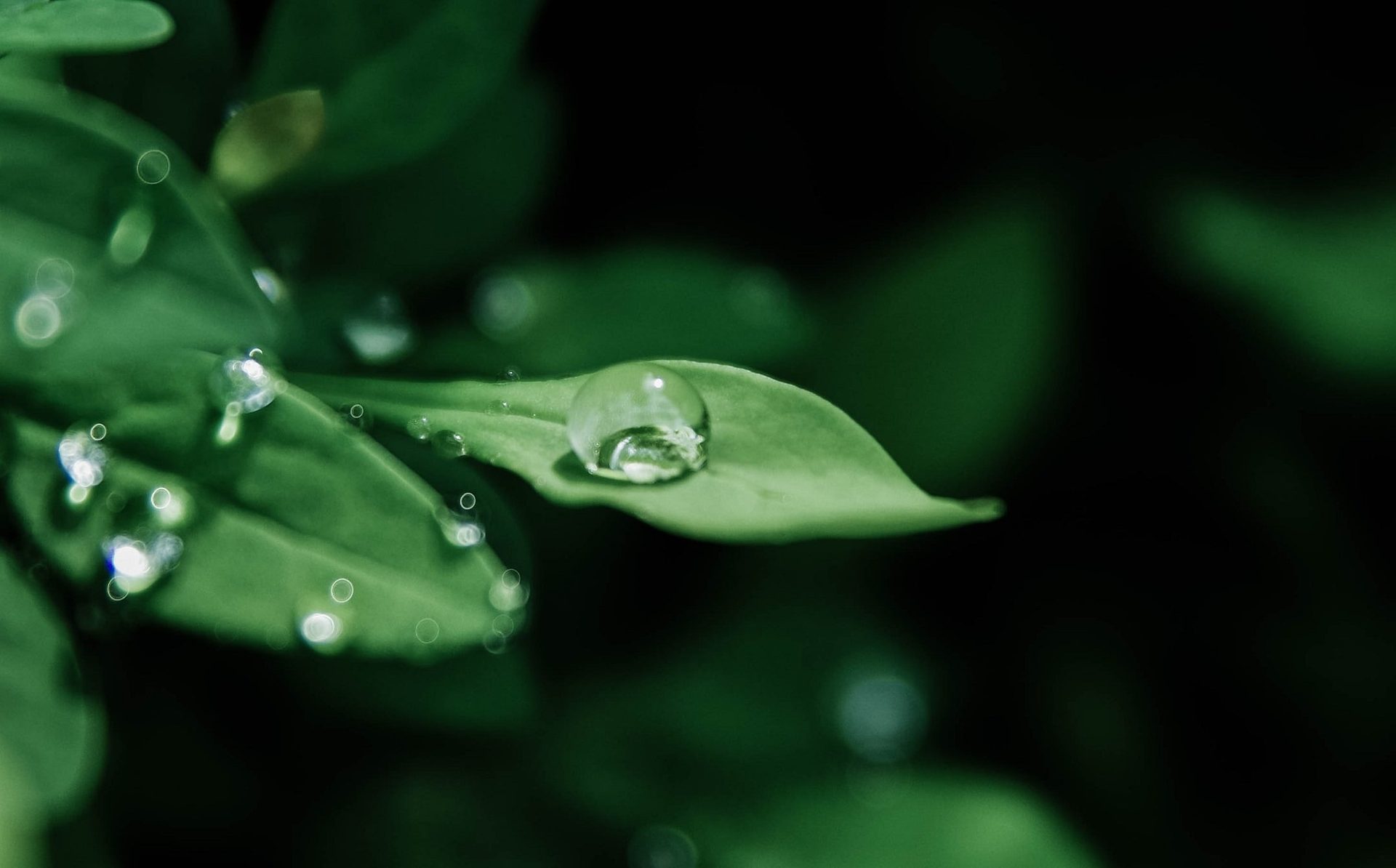 Hyperrealistic detail — water drops on leaves for 3D reference